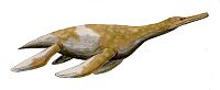 Trinacromerum BW.jpg