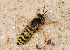 Wasp July 2008-1.jpg