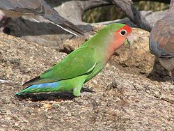 Agapornis roseicollis -Namibia-8.jpg