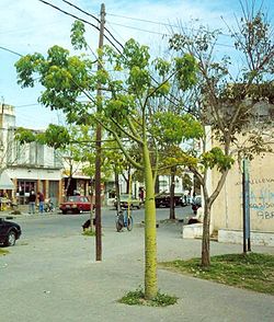 Palo borracho (1).jpg
