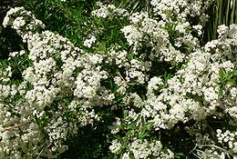 Pyracantha koidzumii Santa Cruz blooming.jpg